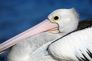 Australian Water Birds